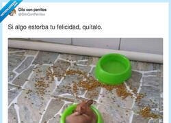 Enlace a El perro ha aplicado el método Marie Kondo a su manera, por @DiloConPerritos