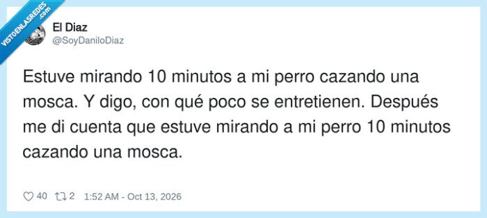 perros,aburrimiento,ocio