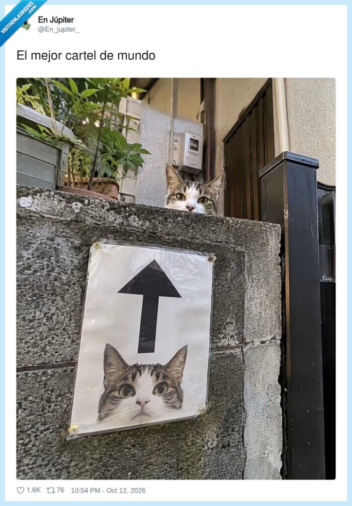 gatos,carteles,animales