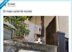 Enlace a Señalización tan clara que hasta el gato posa de ejemplo, por @En_jupiter_