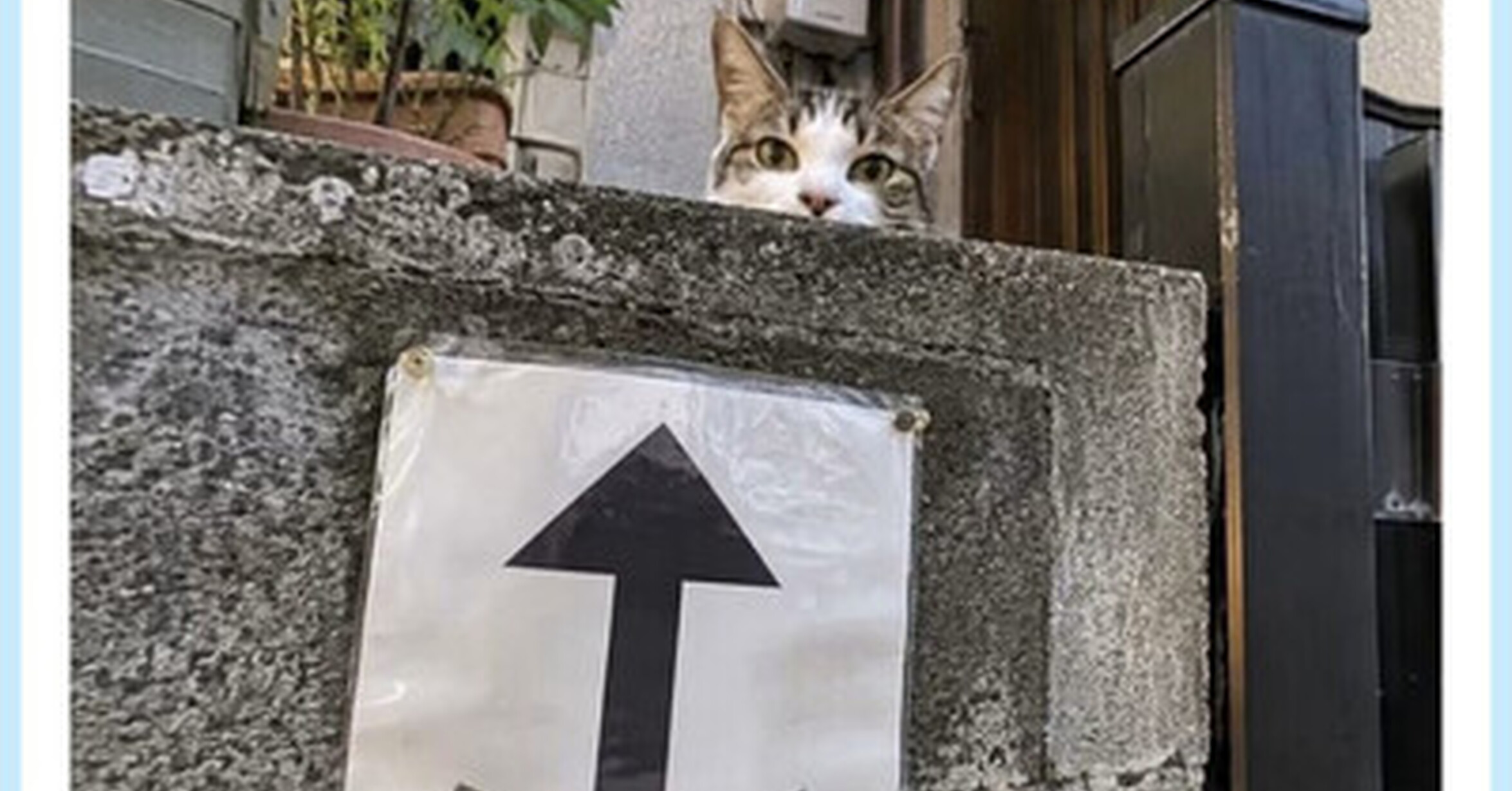 VEF > Visto en las Redes > Señalización tan clara que hasta el gato ...