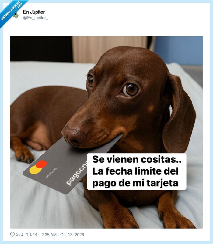 perros,tarjetas,dinero,fin de mes