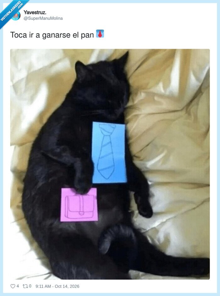 gatos,trabajo,oficina