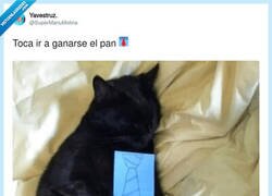 Enlace a Teletrabajo felino: corbata puesta, productividad cero, por @SuperManuMolina