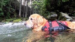 Enlace a Hay perros con mejor vida que tú, por @kansaita_