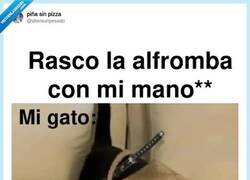 Enlace a Hay gatos que se toman la alfombra como territorio sagrado, por @skereunpesado