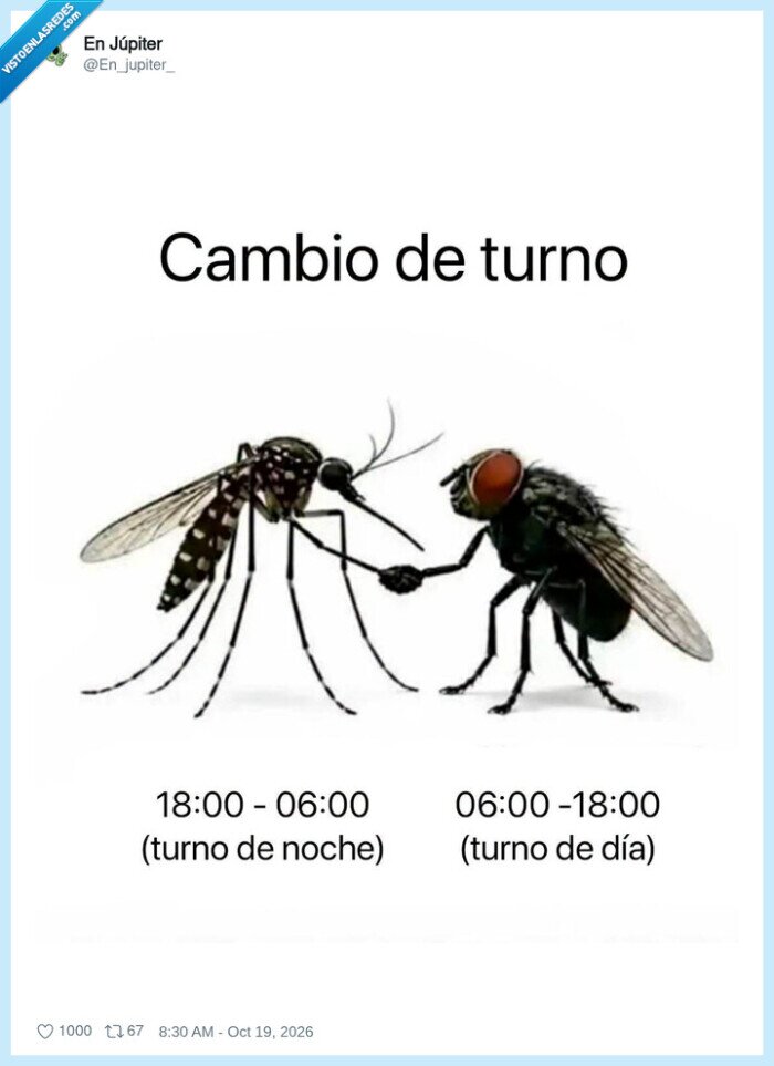 mosquitos,moscas,verano,insectos