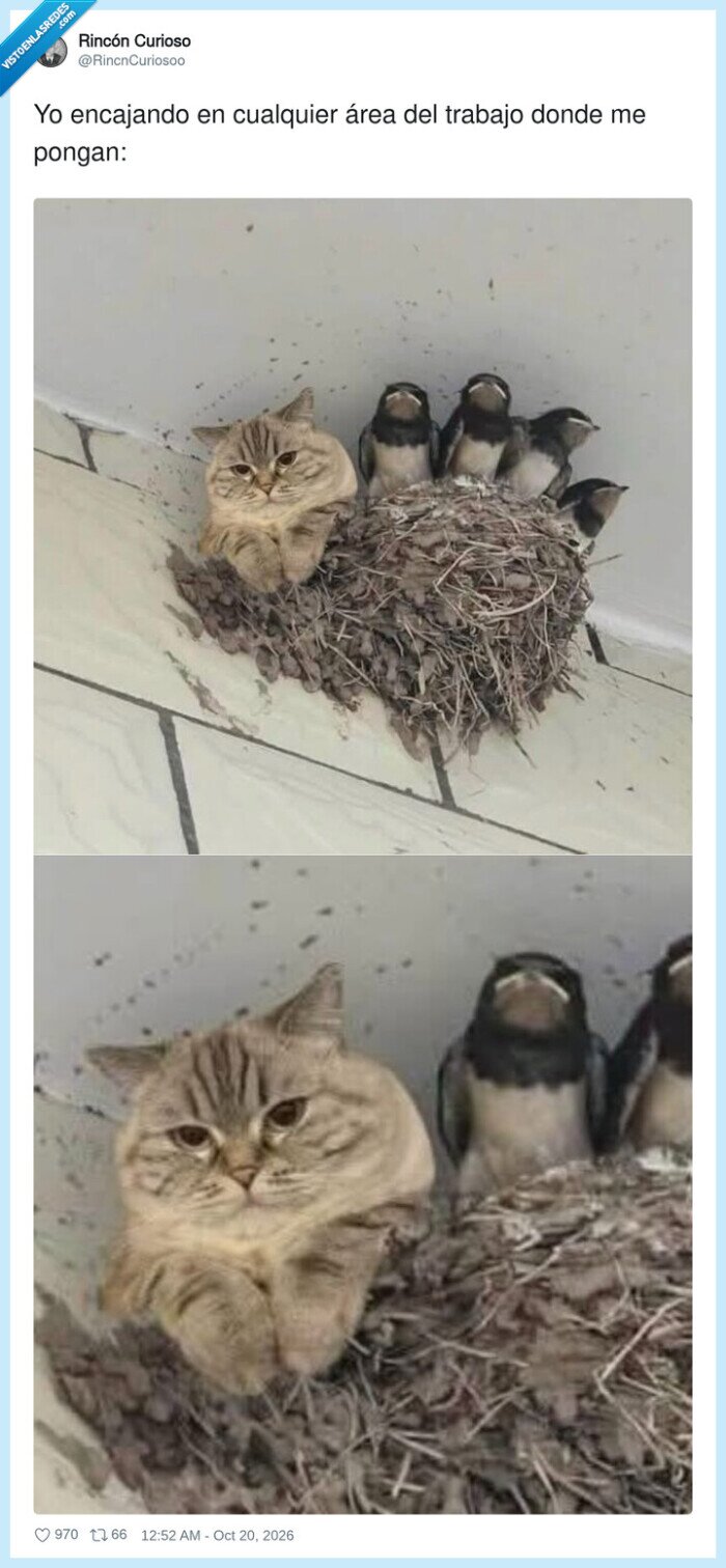 gato,ping&uuml;ino,trabajo,adaptabilidad,empleo