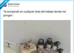 Enlace a Cuando te ponen a trabajar en equipo y tú eres el único que hace algo, por @RincnCuriosoo