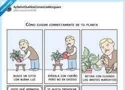 Enlace a Cuidar una planta empieza con mimo y acaba en una denuncia por acoso, por @BocataJamonEHM