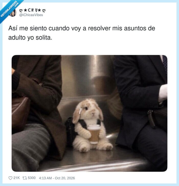 conejos,adultos,banco,tr&aacute;mites