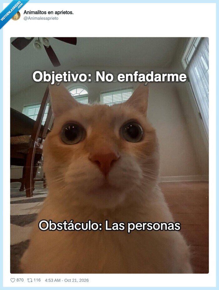 gatos,paciencia,personas,enfado