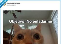 Enlace a Objetivo del día: no enfadarse. Enemigo final: el resto de la humanidad, por @Animalesaprieto