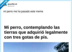 Enlace a El perro que sabe más de propiedad inmobiliaria que cualquier notario, por @yisucrist