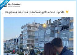 Enlace a El gato que se ganó la vida como trípode profesional, por @RincnCuriosoo