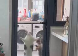 Enlace a El gato que ha entendido que en esta casa el que no salta no entra, por @ceciarmy