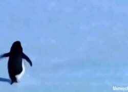 Enlace a Rumbo a mis sueños con la elegancia de un pingüino, por @suspirxsalaire