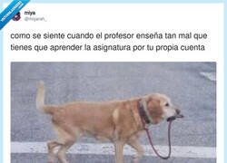 Enlace a El perro que se saca a pasear solo, como yo con el temario, por @miyarah_