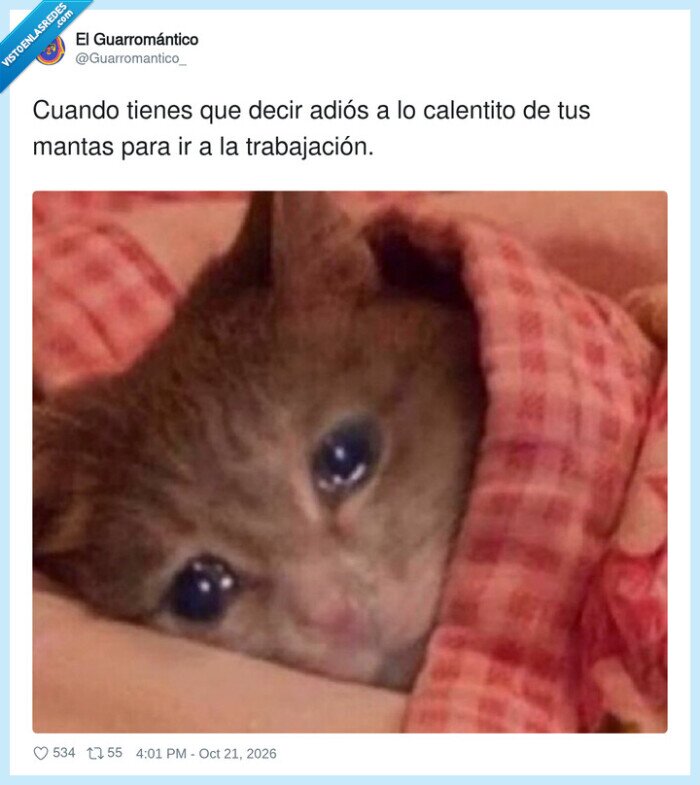 gato,manta,trabajo,fr&iacute;o,madrugar