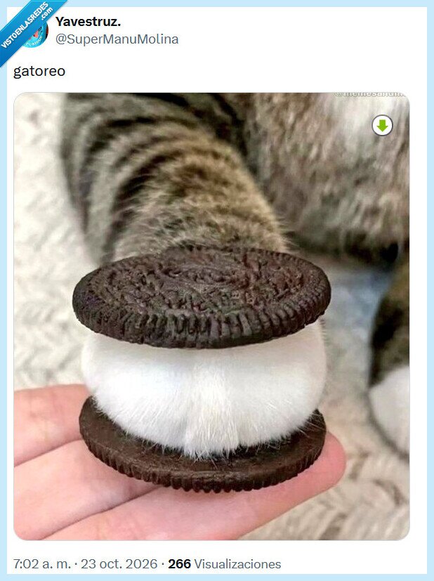 gato,galleta,oreo,mascotas