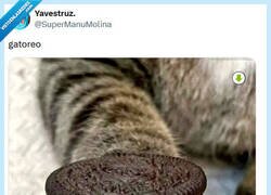 Enlace a Galleta edición limitada con relleno de gato, por @supermanumolina
