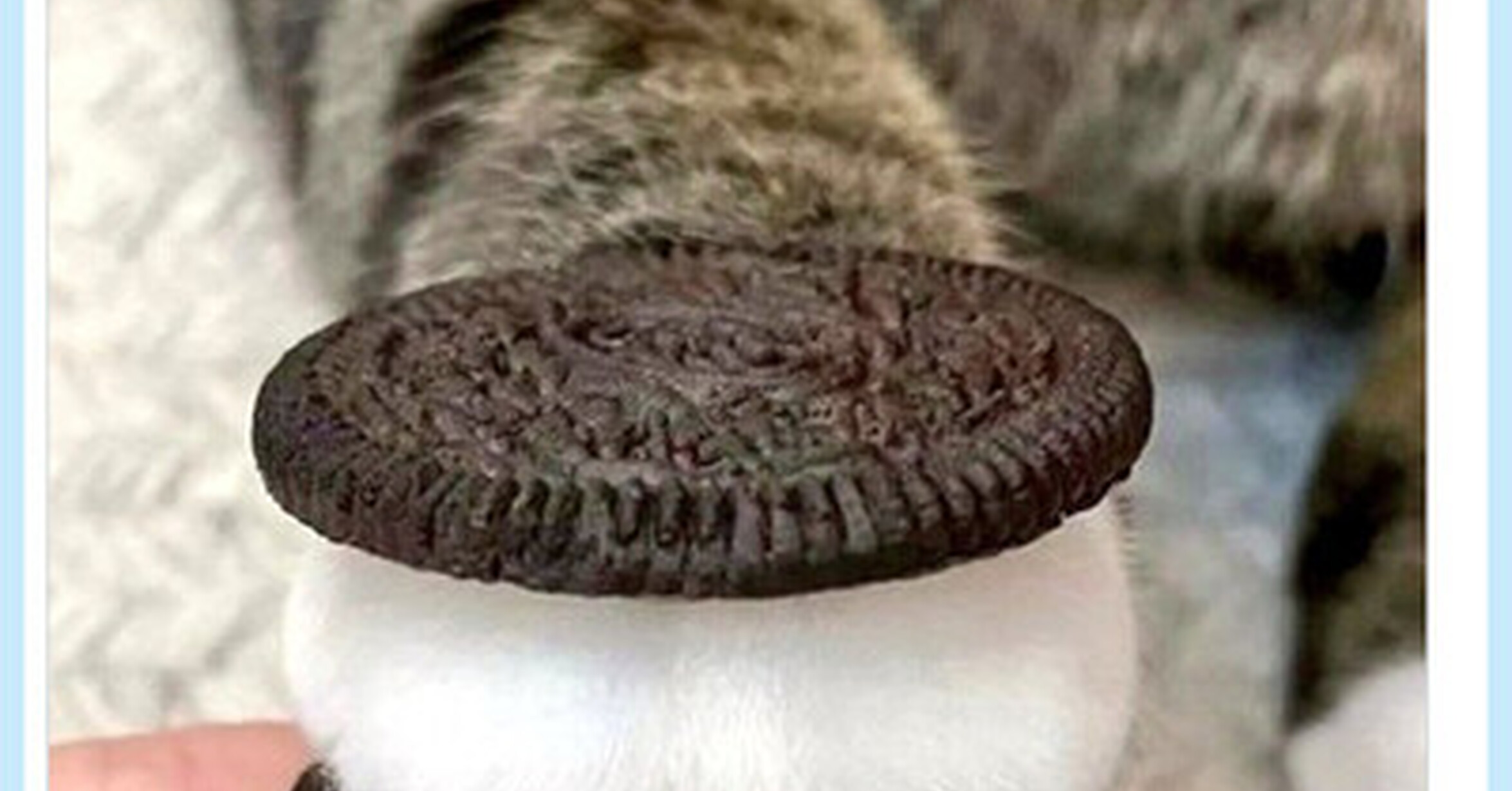 VEF > Visto en las Redes > Galleta edición limitada con relleno de gato ...