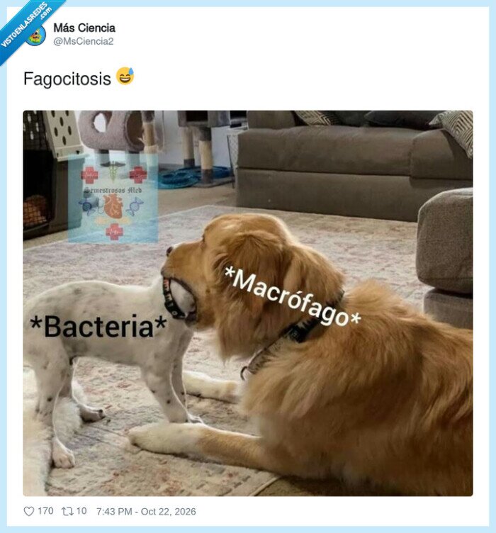 1764916 - La clase de biología más tierna de la historia, por @MsCiencia2