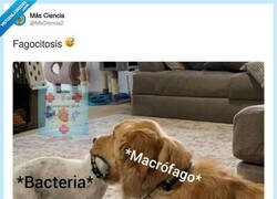 Enlace a La clase de biología más tierna de la historia, por @MsCiencia2