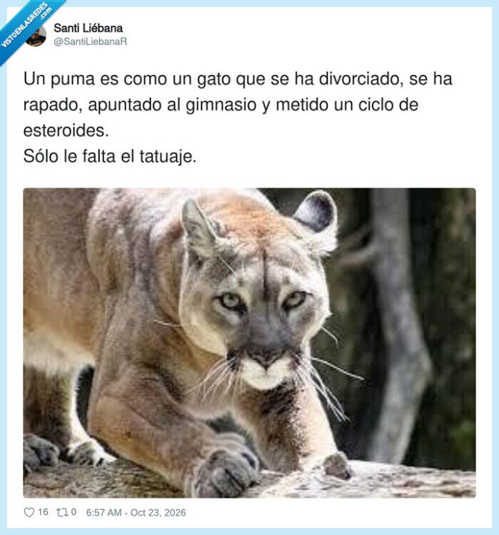 gato,divorcio,gimnasio,puma