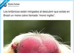Enlace a El mono que los británicos se toman como algo personal, por @RincnCuriosoo