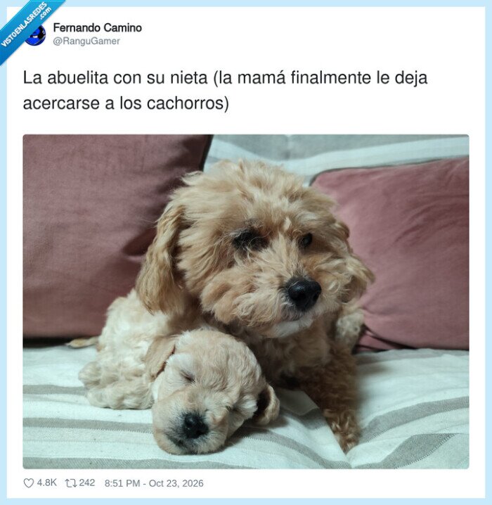 1765316 - Las abuelas cuidan a los nietos como nadie, por @RanguGamer