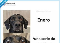 Enlace a El año resumido en tres caras de perro, por @skereunpesado