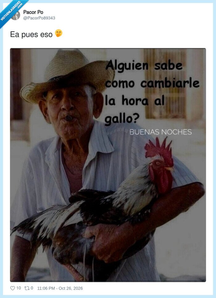 gallo,cambio de hora,madrugar,campo