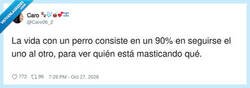 Enlace a Mi perro no me sigue por amor, me sigue por si se me cae algo, por @Caro06_2