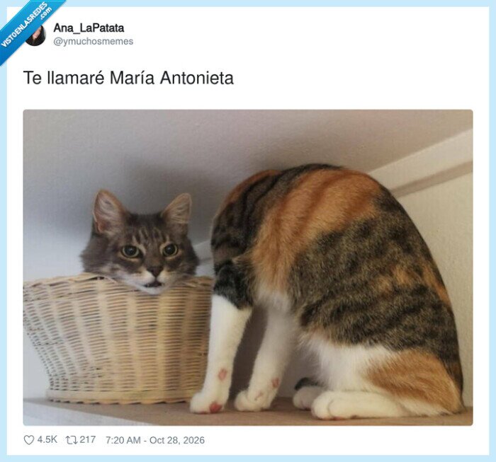 gato,mar&iacute;a antonieta,mascotas,cesta,humor