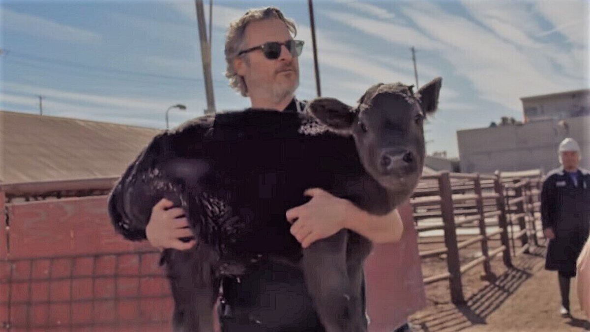 VÍDEO: Mira a Joaquin Phoenix salvando a una vaca y a su cría de acabar en un matadero