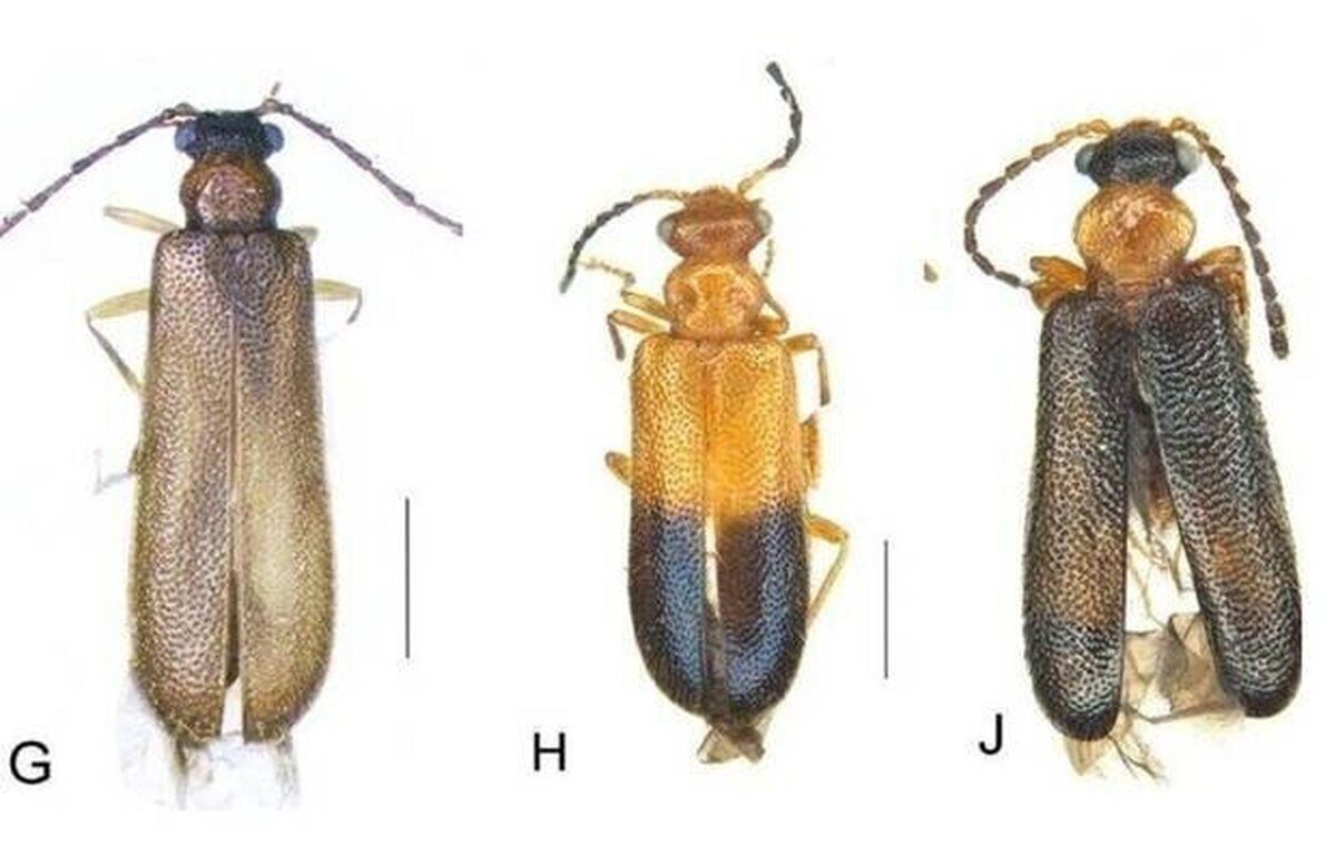 Han encontrado 3 nuevas especies de escarabajos en Australia y los han bautizado como Articuno, Zapdos y Moltres