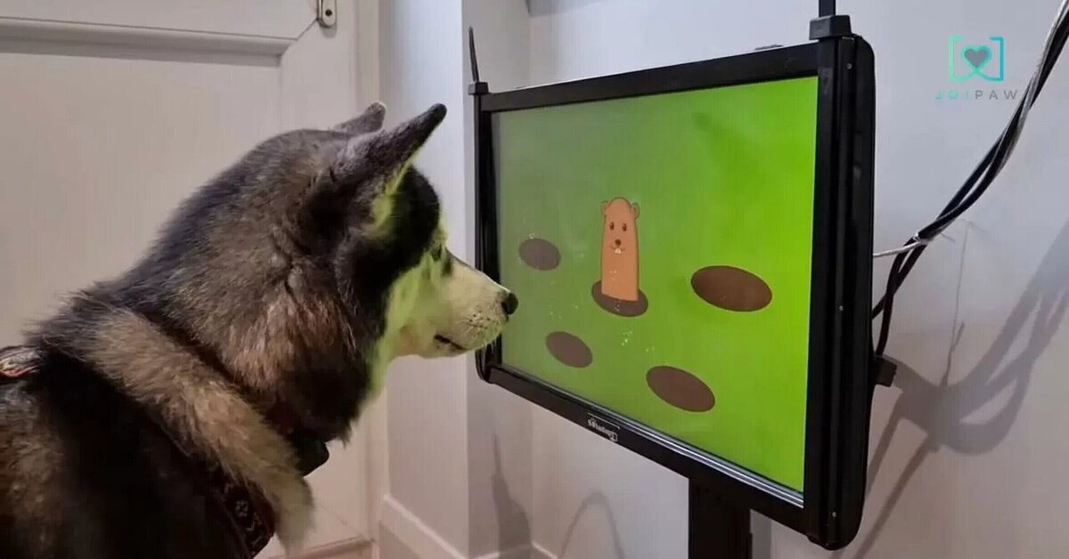 Joipaw ha creado una consola para detectar la demencia en perros adultos