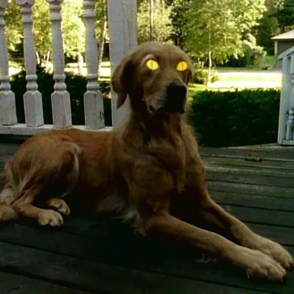 ¿Reconoces la serie donde salia este perro?