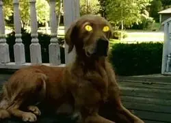 &iquest;Reconoces la serie donde salia este perro?