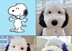 Snoopy en la vida real