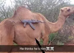 Camello t&aacute;ctico