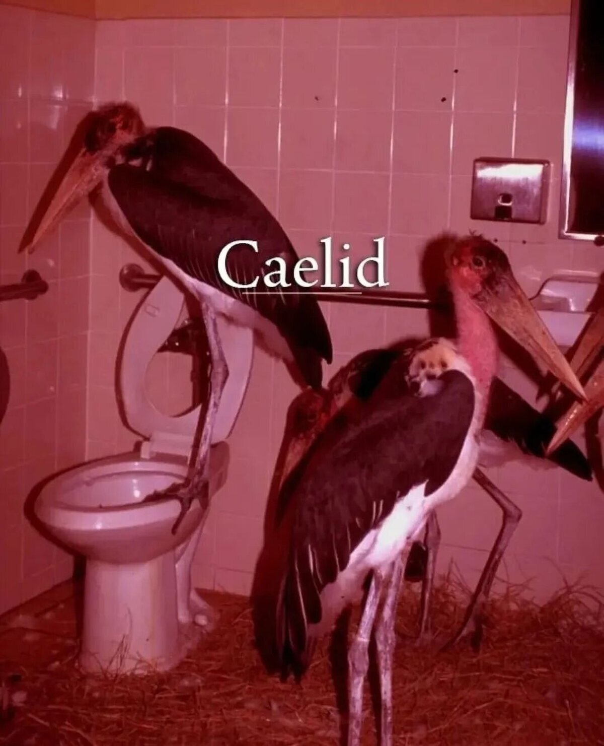 ¿Por qué todo en Caelid es gigante?