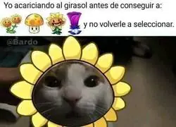 Lo siento, girasol