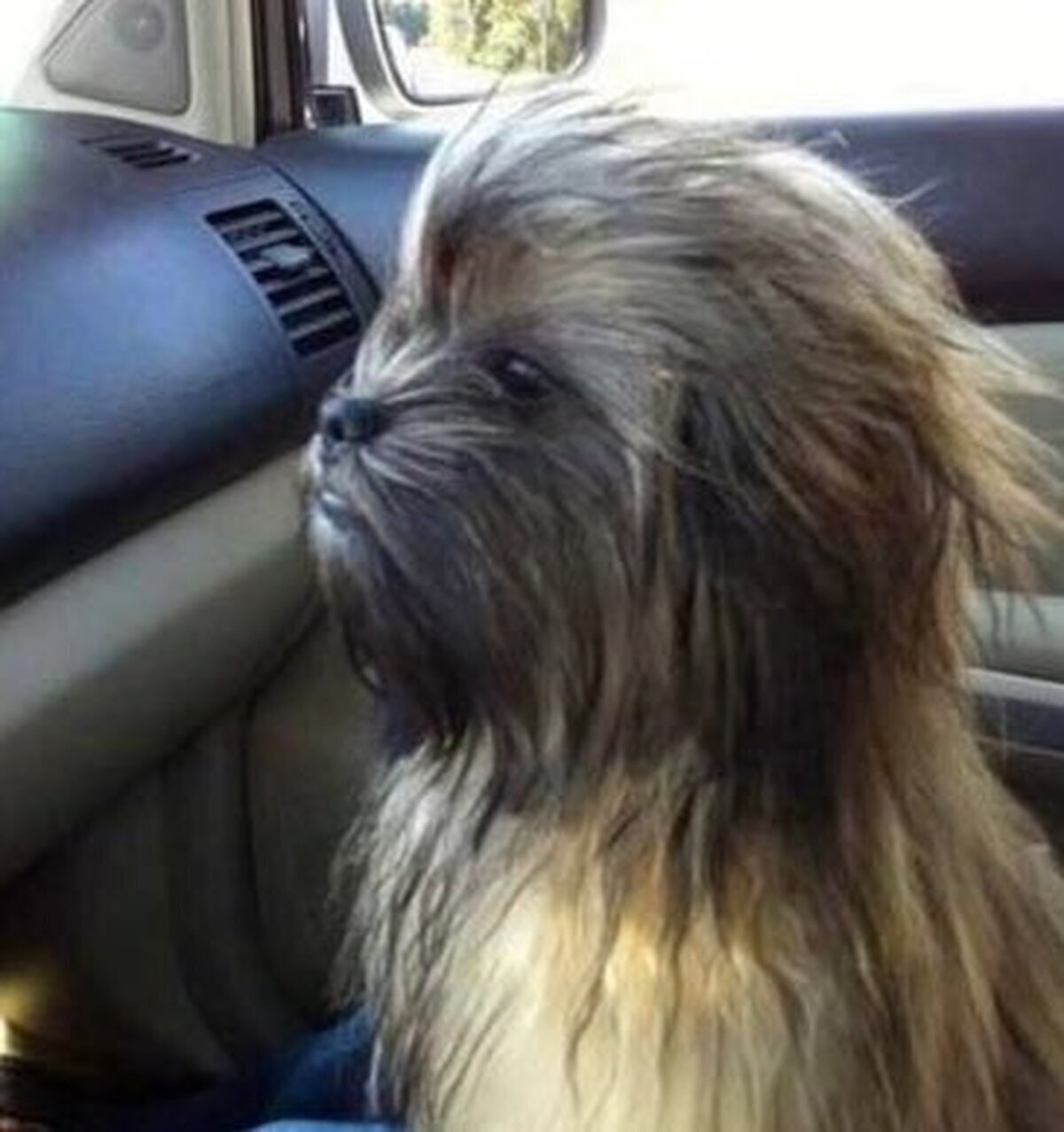 Imagina como ladra este perro