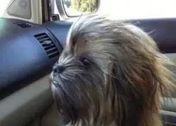 Imagina como ladra este perro