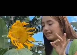 &iquest;Desde cuando comen los Zombies girasoles?