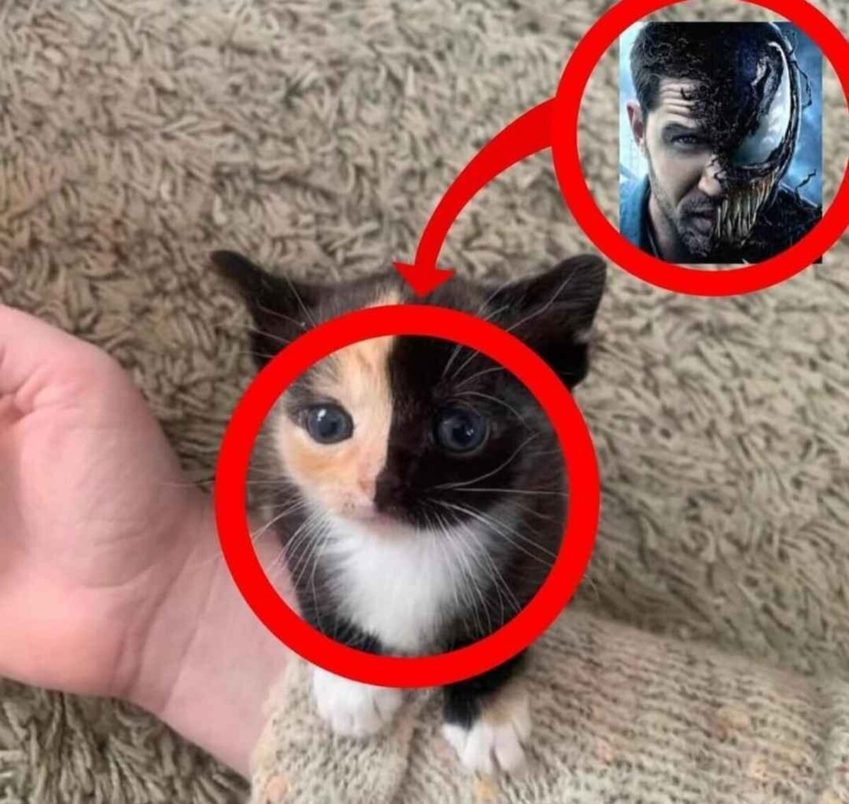 Mi gatito tiene un simbionte