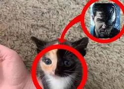 Mi gatito tiene un simbionte