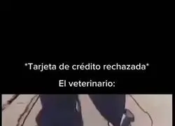 Un veterinario muy serio